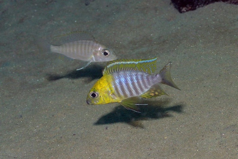 Aulonocara sp. 'chitande type north' Nkhata Bay